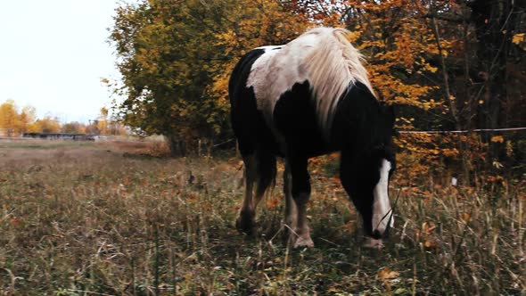 Horse on atumn paddock