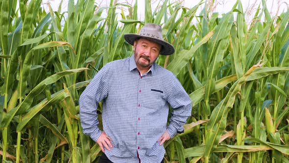 an Elderly Male Farmer Stands in a Corn Field with Green Corn Puts His Hands on His Hips