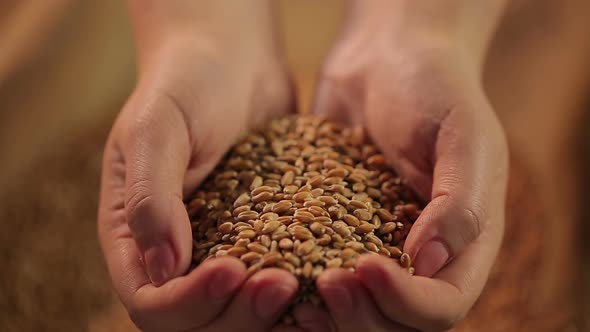 Hardworking farmer holding handful of high quality grain, love for crop farming