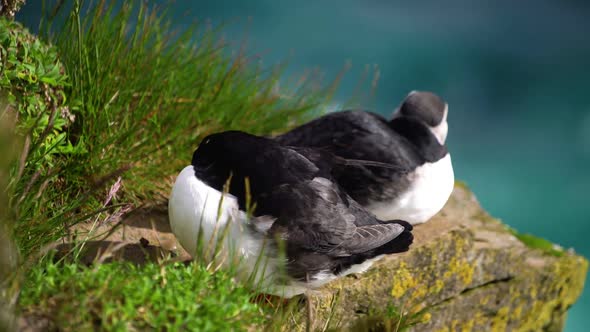 Wild Atlantic Puffin Seabird in the Auk Family in Iceland