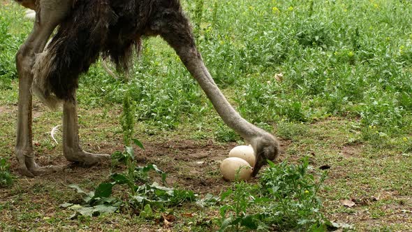 Ostrich farm. An ostrich sits on a nest hatches offspring eggs.