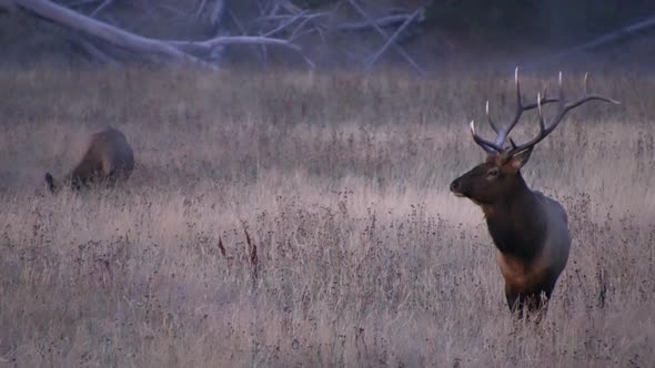 Bull Elk standing in field before dawn on cold morning in Wyoming