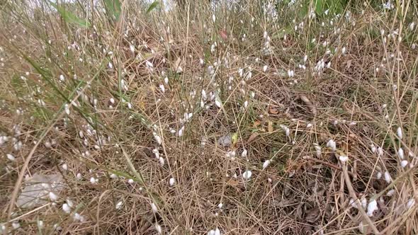 There are a Lot of Snails and Shells in the Steppe Area in the Field on Dry Grass