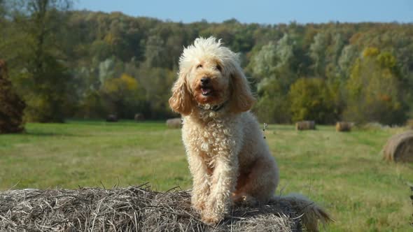 Cute dog sitting on the hay bale on crop field. 