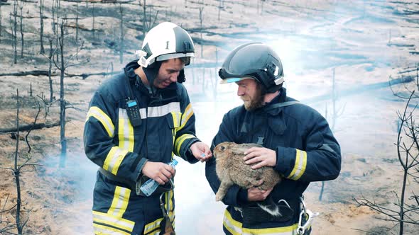 Firefighters are Taking Care of a Rescued Rabbit After the Fire