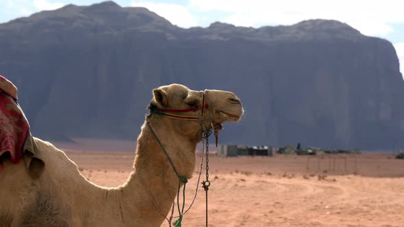 Camel in the Desert