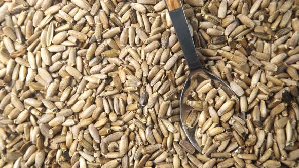 Milk Thistle Seeds as Background