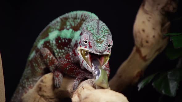 Chameleon Catching and Eating Slow Motion