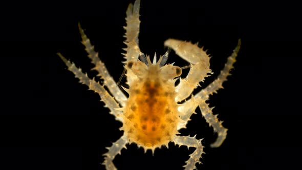 Crab Larva Paralithodes Camtschaticus Under the Microscope, Already a Full-fledged Small Crab That