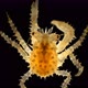 Crab Larva Paralithodes Camtschaticus Under the Microscope, Already a Full-fledged Small Crab That - VideoHive Item for Sale