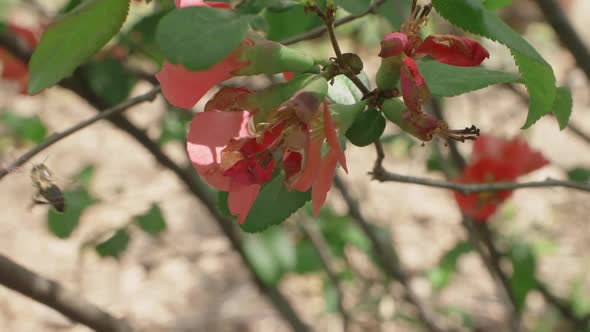 Bee Flying From Flower To Flower Of Pink Japanese Quince Flower In Slow Motion
