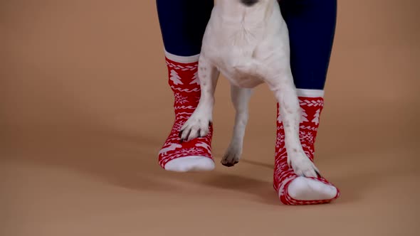 Jack Russell Putting His Forepaws on the Feet of the Hostess Take Steps with Her