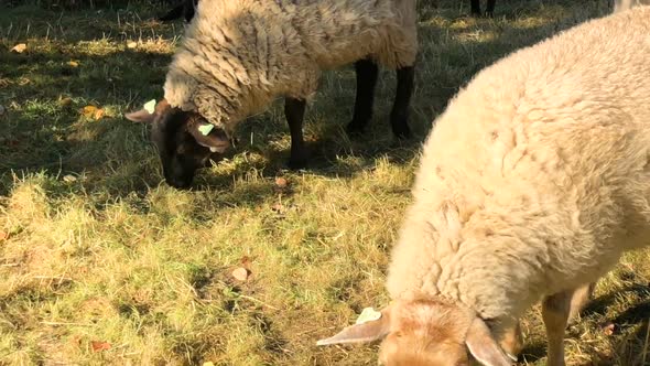 Sheep grazing in a meadow on a sunny day