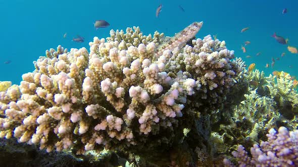 Lizardfish and Colorful Coral