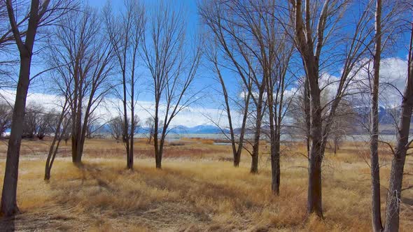 Flying low through the trees towards a large lake and the snow-capped mountains beyond