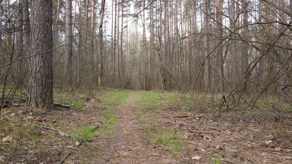 Road in the Forest During the Day Slow Motion