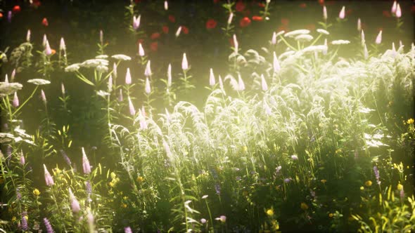 Wild Flowers in the Field