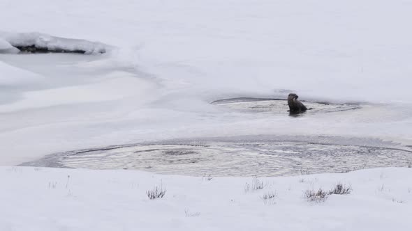 front view of a river otter eating a fish during winter at yellowstone