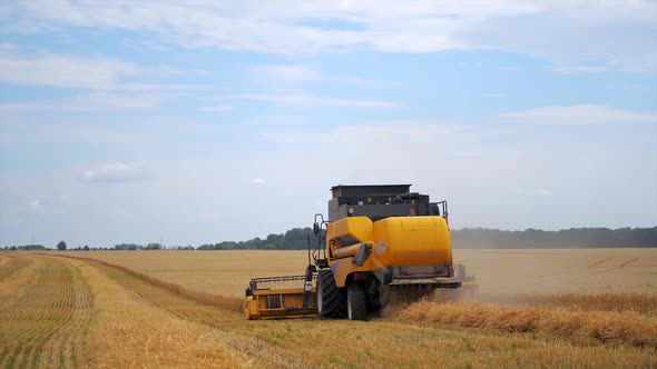 Combine harvesting ripe golden wheat on the field