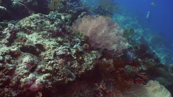 Coral Reef and Tropical Fish. Bali,Indonesia.