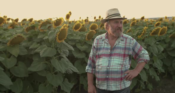 The Senior Farmer Looking Aside Thoughtfully at Sunflower Field at Sunset