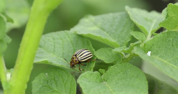 Colorado beetle eats a potato leaves. Parasites destroy a crop in the field