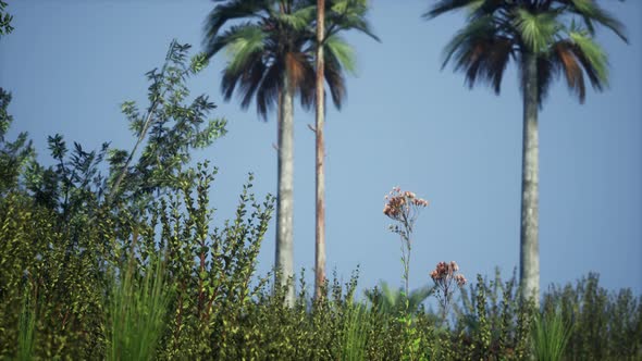 Tropical Palms and Grass at Sunny Day