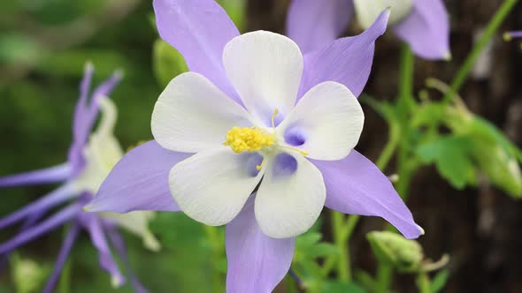 A gentle breeze makes a Rocky Mountain columbine dance.  The Colorado State Flower and symbol of pea