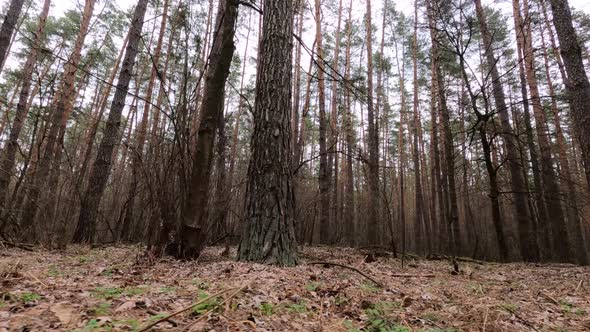 Forest with Pines with High Trunks During the Day