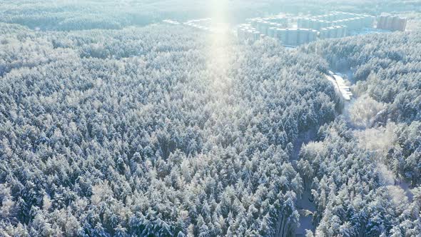 The trees are covered with frost.