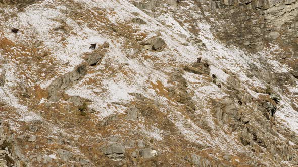 two chamois run towards a group of chamois on a snowy hillside