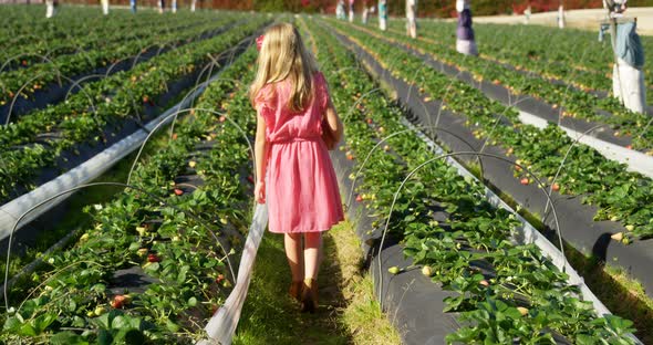 Girls picking strawberries in the farm