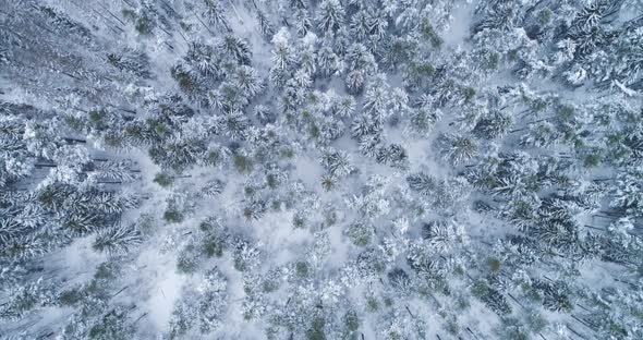 Coniferous Forest in Snowy Winter. Spruces and Pines. Aerial Vertical Top-Down View