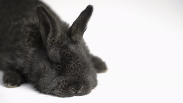 Rabbit or Bunny on White Background