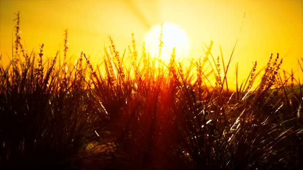 Green Grass on Hills at Sunset