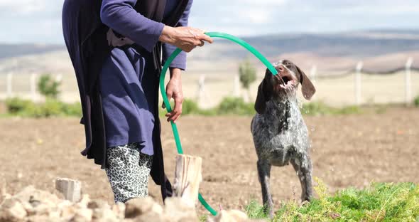 A farmer woman giving water to the thirsty dog in the greenhouse