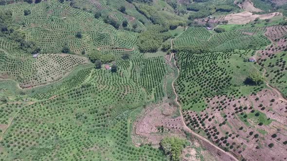 Orange, banana and coffee plantations