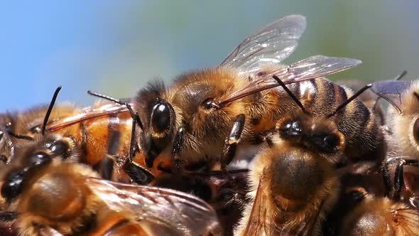 |European Honey Bee, apis mellifera, Bee Hive in Normandy, Real Time