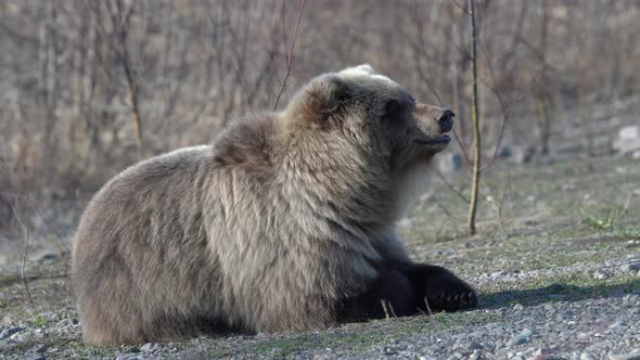 Hungry Wild Kamchatka Brown Bear Lies on Stones, Breathes Heavily Looking Around