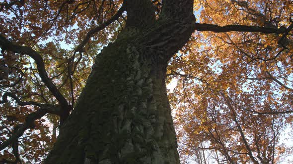 Old Oak Tree Low Angle Dolly Shot in Autumn