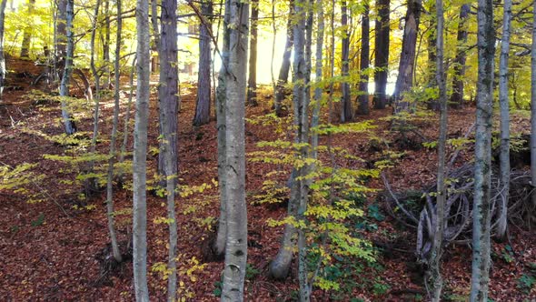 Dry Autumn Leaves on Pristine Natural Forest Floor