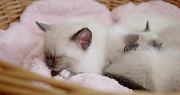 Thai Cat Siamese Kittens Sleep Little Kittens in a Basket. Slide Camera