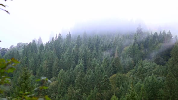 Beautiful Mist Over the Trees in the Mountains