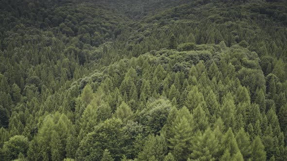 Green Pine Mountain Forest at Aerial