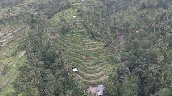 Rice Terrace , Bali (Drone)