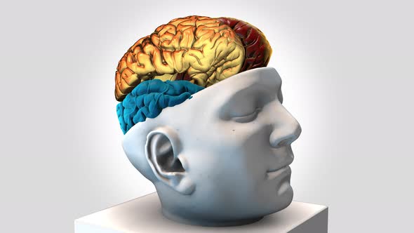 Size Intracranial Brain Structure   Rotation Zoom Out   Details Back  Colored Parts