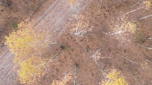 Vertical Video of Trees in the Forest in Autumn