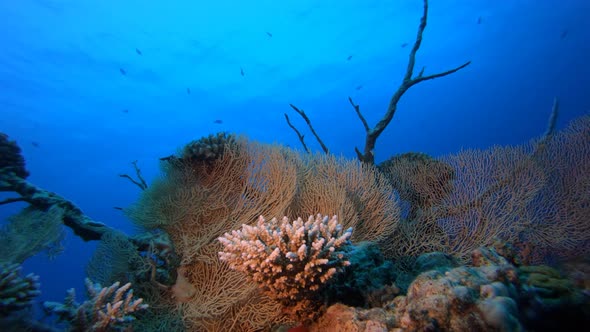 Underwater Sea Coral Reef