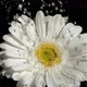 Downpour in super slow motion falling on a white gerbera - VideoHive Item for Sale