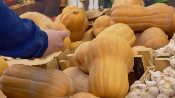 An Annual Vegetable Fair Where Farmers Sell Their Crops a Shelf with Pumpkins and Garlic on the